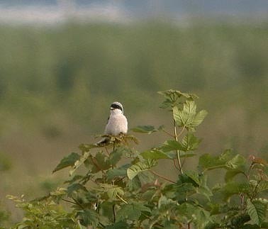 Kleineklapekster030604A